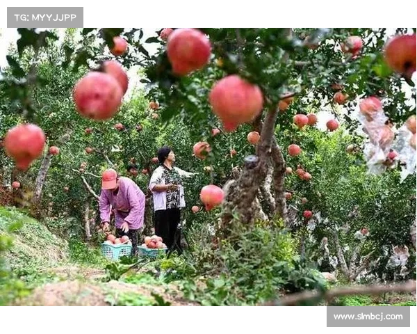 高地红石榴丰收之路的精细养护策略与实践经验分享